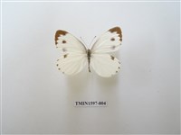 藏品(緣點白粉蝶)的圖片